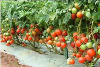 Hình 5. Sử dụng màng phủ nông nghiệp