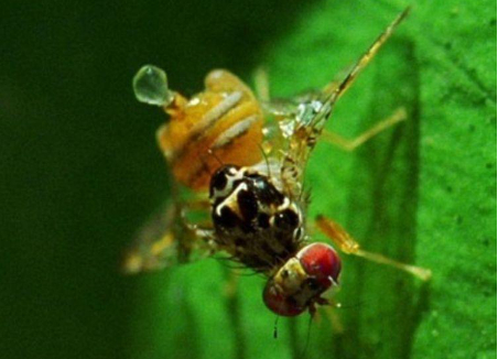 Hình 1: Ruồi đục quả Địa Trung Hải gây hại cho cây cà phê