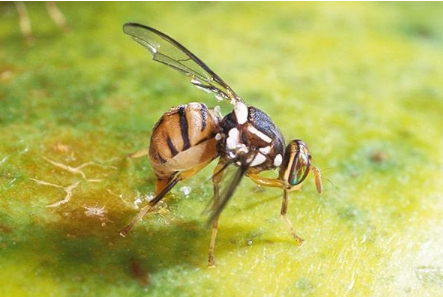 Hình 1 Ruồi vàng