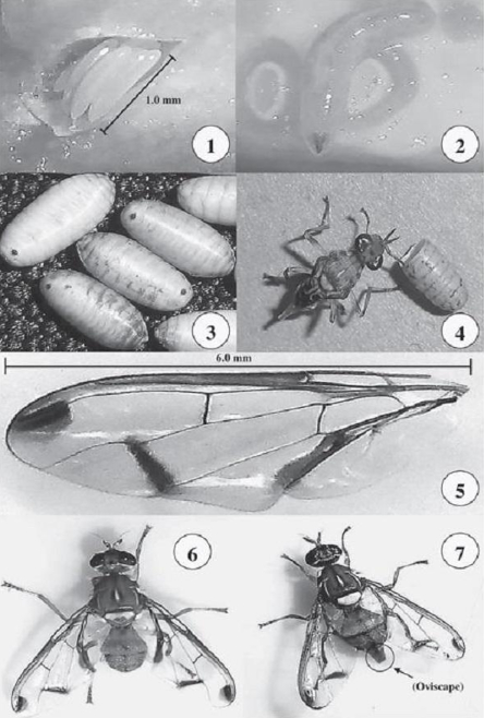 Hình 2 Chu kỳ sống của ruồi vàng