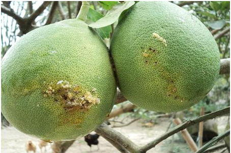 Hình 3 Quả bưởi bị ruồi vàng chích