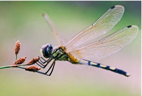 hình 4 Chuồn chuồn