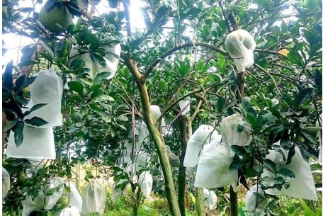 Hình 6 Sử dụng màng bọc để bảo vệ trái cây