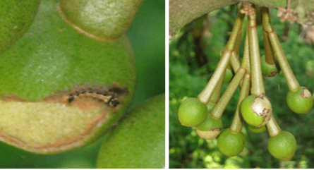 Hình 1: Sâu ăn bông gây hại trên cây sầu riêng