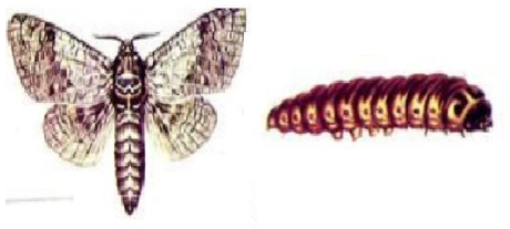 Hình 2: Hình ảnh thành trùng và ấu trùng của sâu ăn bông sầu riêng