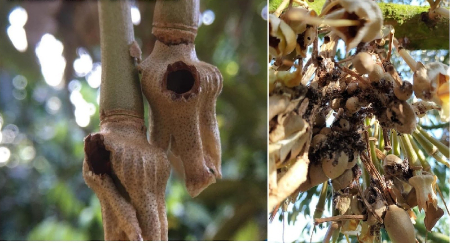 Hình 3 : Sâu ăn rỗng bông sầu riêng và thải phân ra ngoài