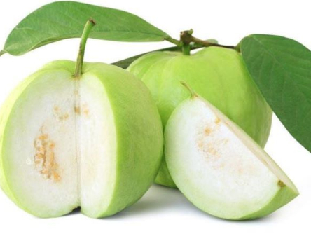 Hình 1. Ổi thành phẩm trên cây khoẻ mạnh