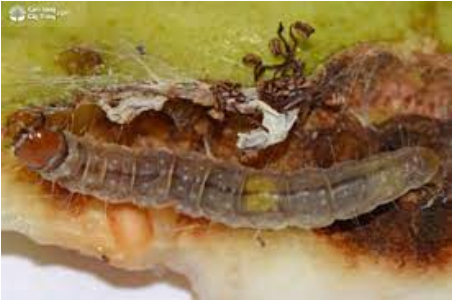 Hình 2. Hình dạng của sâu ăn lá gây hại cho ổi