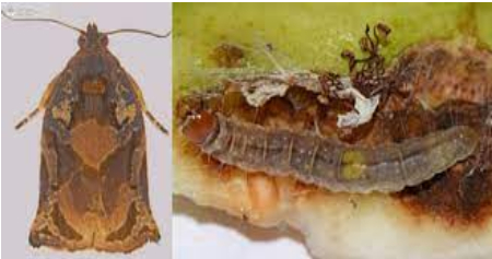 Hình 3. Hình dạng của sâu non ăn lá và bướm trưởng thành