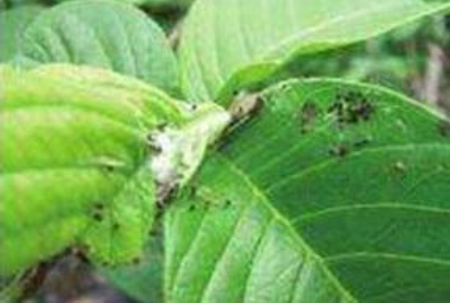 Hình 4. Dấu hiệu sâu ăn lá ổi xuất hiện gây hại