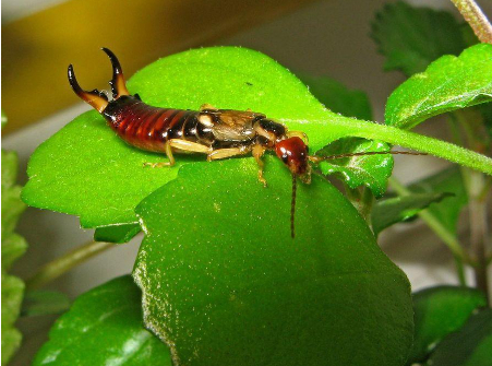 Hình 5. Bọ đuôi kìm là thiên địch bắt mồi của sâu ăn lá ổi