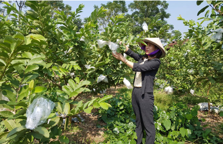 Hình 6: Bắt sâu bằng tay