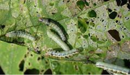 Hình 1: Sâu cuốn lá đầu đen hại lạc 