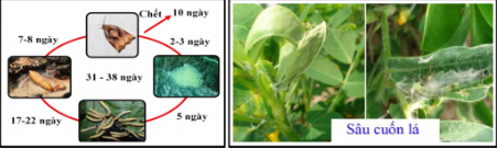 Hình 2: Vòng đời sâu cuốn lá đầu đen 