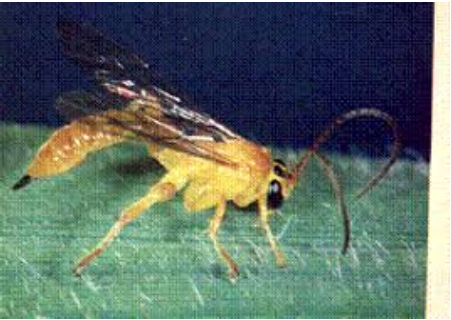 Hình 4: Ong ký sinh 