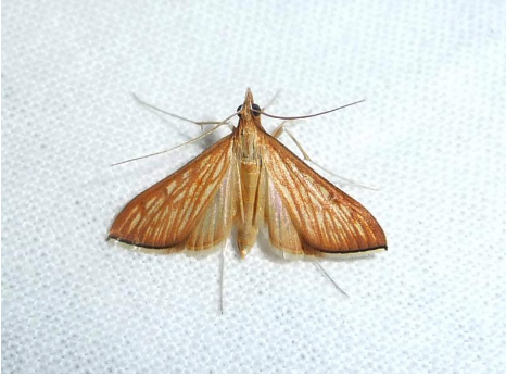 Hình 1: Trưởng thành sâu cuốn lá mè