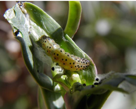 Hình 2: Ấu trùng sâu cuốn lá