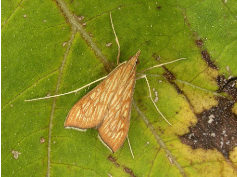 Hình 3: Con trưởng thành