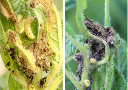 Hình 4: Sâu phá hại chồi lá non