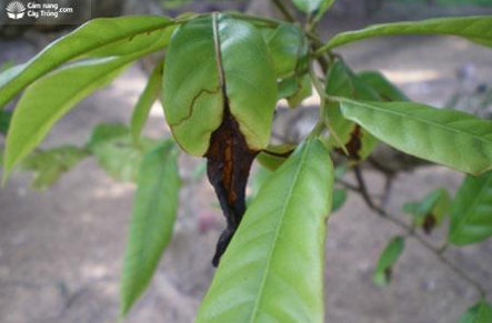 Hình 3: Sâu đục gân lá làm lá cháy khô như chữ V