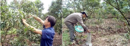 Hình 5: Cắt tỉa, bón phân thúc cho cây ra lộc đồng loạt