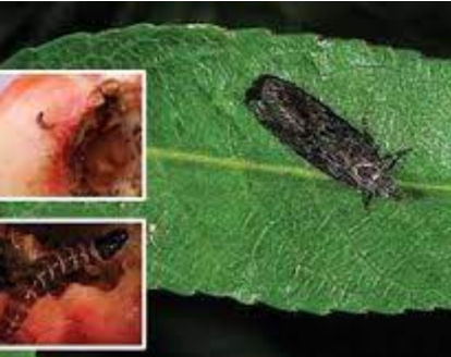 Hình 1. Sâu đục ngọn, quả đào