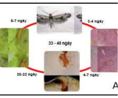Hình 2. Vòng đời của sâu đục ngọn, quả