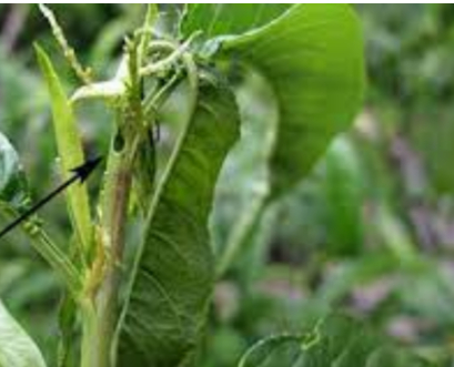 Hình 3. Ngọn bị sâu hại đục