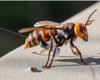 Hình 4. Ong bắp cày