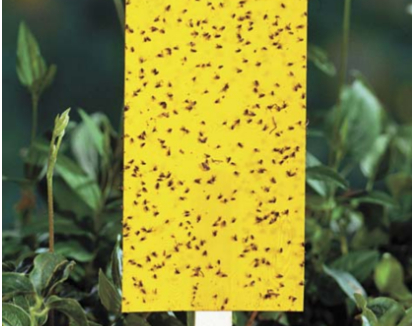 Hình 5. Bẫy Pheromone