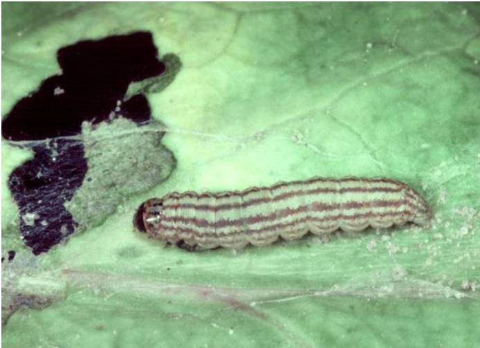 Hình 4: Sâu đục nõn trên cây bắp cải 