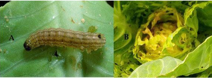 Hình 5: Cây bắp cải bị sâu phá hại