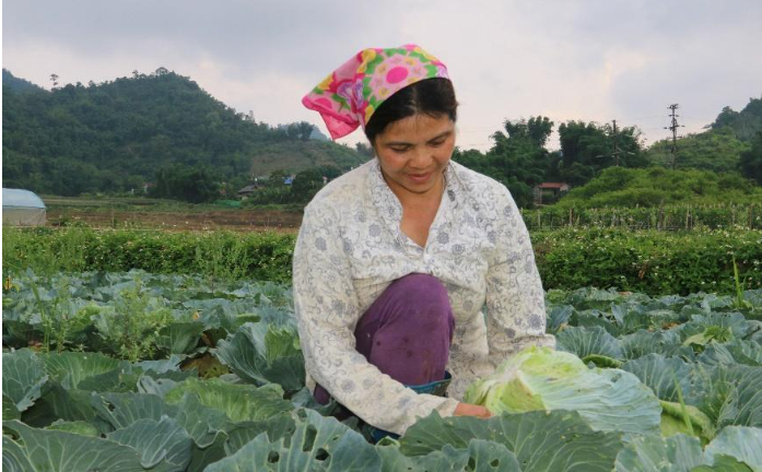 Hình 6: Chăm sóc ruộng bắp cải