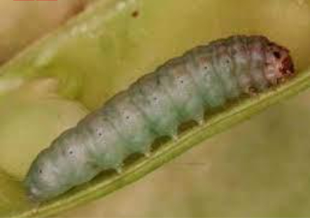 Hình 1: Sâu non đục quả