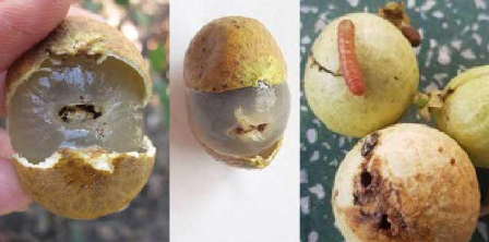 Hình 3: Quả nhãn bị đục