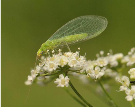 Hình 4: Bọ mắt vàng Chrysopa carnea (Bọ cánh gân)