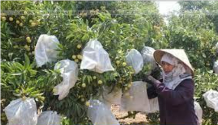 Hình 5: Bao trùm nhãn tránh sâu gây hại