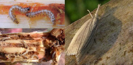 Ảnh 1: Sâu đục thân 5 vạch đầu nâu nằm trong thân cây