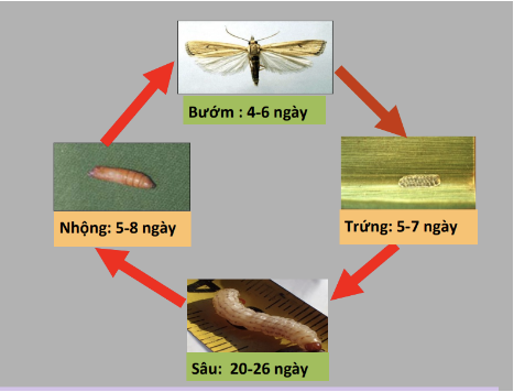 Ảnh 2: Vòng đời sâu đục thân 5 vạch đầu nâu