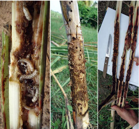 Ảnh 3: Sâu đục thân 5 vạch đầu nâu gây hại trên cây mía