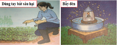 Ảnh 5: Biện pháp thủ công hoặc bẫy đèn