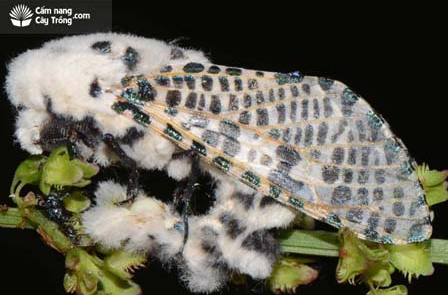 Ảnh 1: Thành trùng sâu đục thân mình hồng