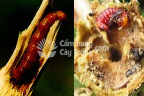 Ảnh 2: Sâu đục thân mình hồng (đỏ) và vết đục của sâu đục thân