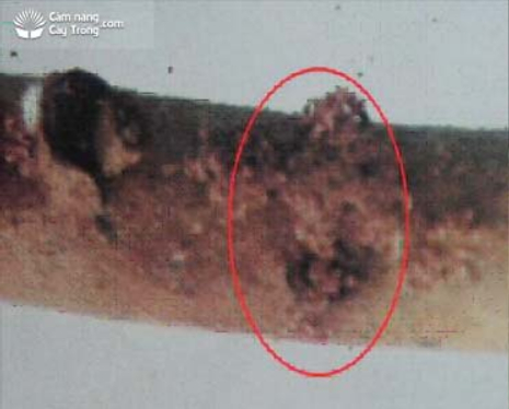 Ảnh 3: Phân và mùn gỗ bị đùn ra ngoài