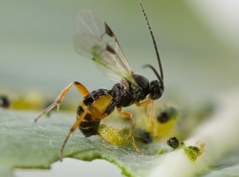 Ảnh 4: Ong ký sinh