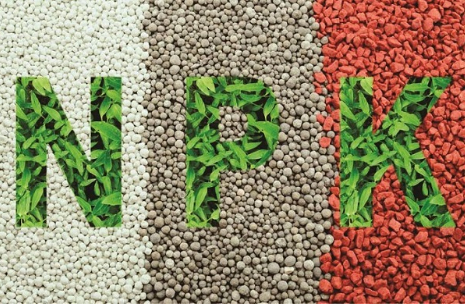 Ảnh 5: Bón cân đối NPK