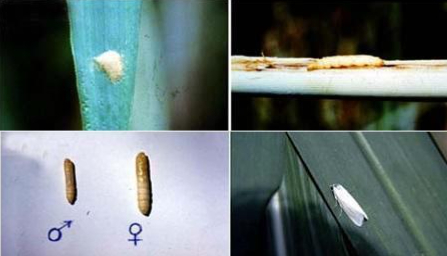 Hình 2: Vòng đời của sâu đục thân mình trắng