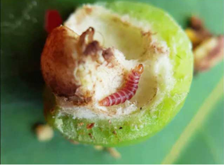 Hình 2: Sâu đục trái gây hại cho cây