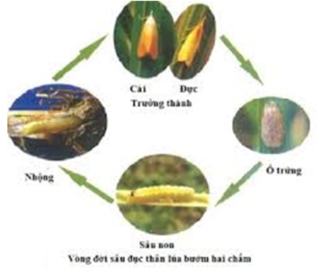 Hình 3: Quá trình sinh trưởng của Sâu đục trái