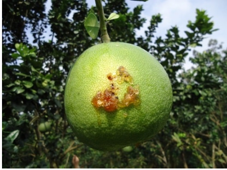 Hình 4: Dấu hiệu bưởi bị sâu đục trái gây hại